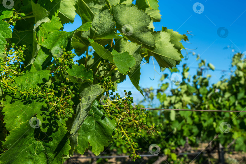 Скачать Виноградники фотосток Ozero