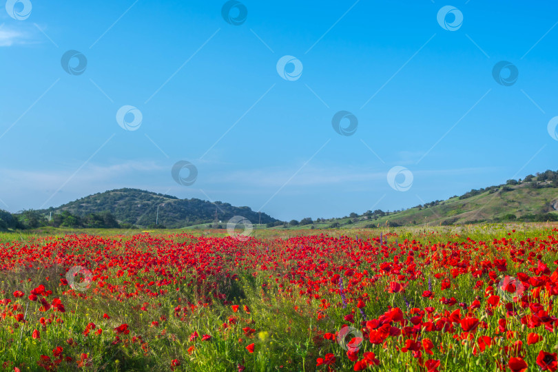 Скачать Маковое поле фотосток Ozero