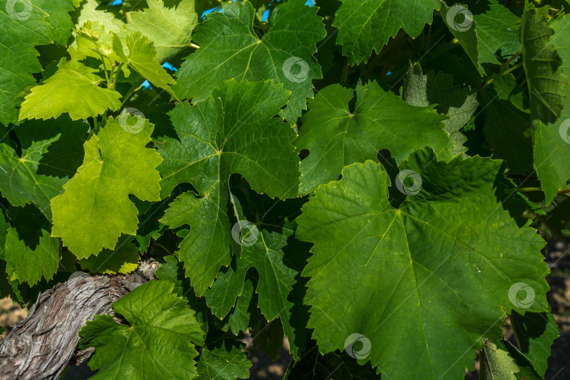 Скачать Виноградники фотосток Ozero