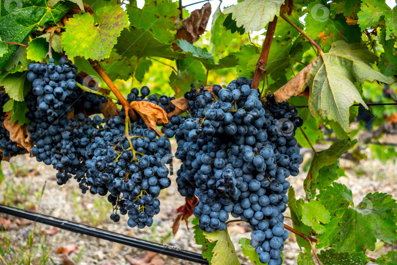 Скачать Спелый виноград фотосток Ozero