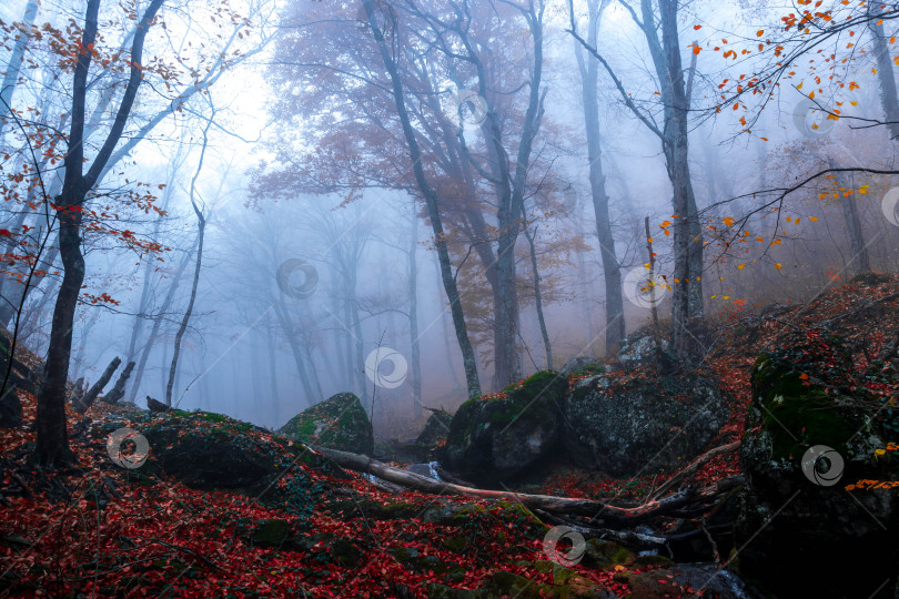 Скачать Осенний лес в тумане фотосток Ozero