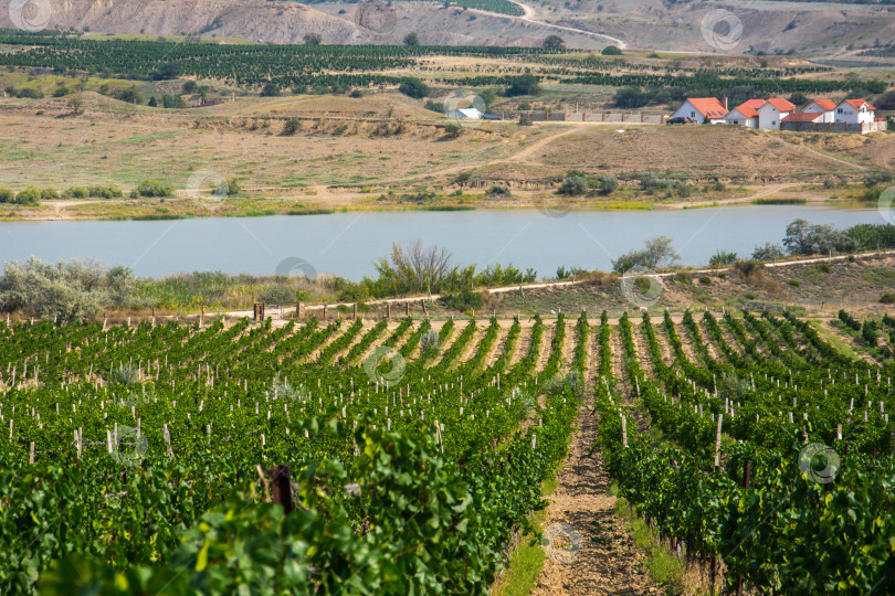 Скачать Сбор урожая винограда фотосток Ozero