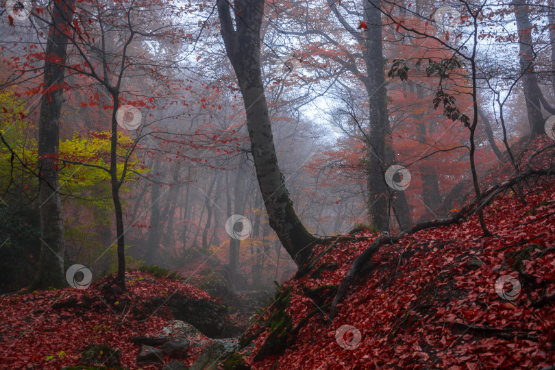 Скачать Осенний лес в тумане фотосток Ozero
