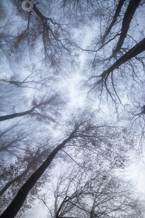 Скачать Осенний лес в тумане фотосток Ozero