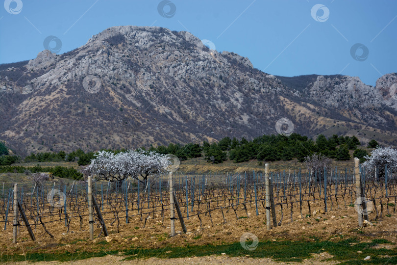 Скачать Старый виноградник фотосток Ozero