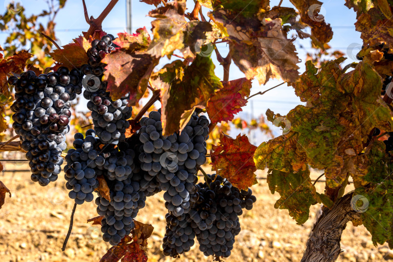 Скачать Сбор урожая винограда фотосток Ozero