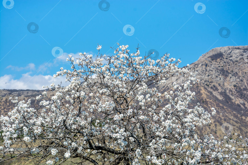Скачать Цветок миндаля фотосток Ozero