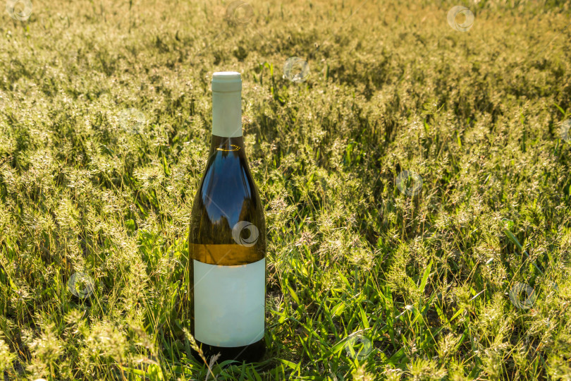 Скачать Вино в парке фотосток Ozero