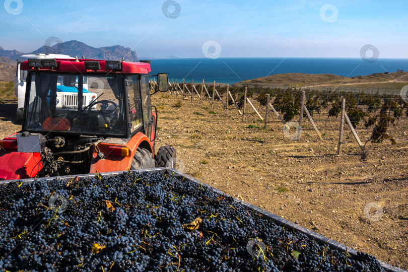 Скачать Сбор урожая винограда фотосток Ozero