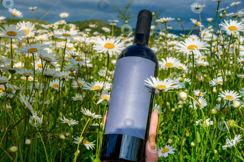 Скачать Вино в ромашковом поле фотосток Ozero