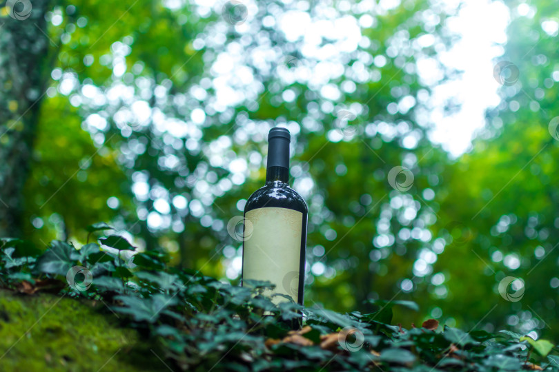 Скачать Бутылка вина на природе фотосток Ozero