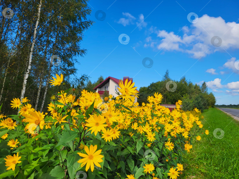 Скачать Желтые цветы топинамбура растут на фоне голубого неба и деревьев. фотосток Ozero