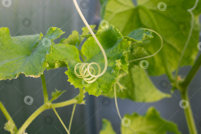 Скачать Свежие зеленые ростки с усиками огурца в теплице фотосток Ozero