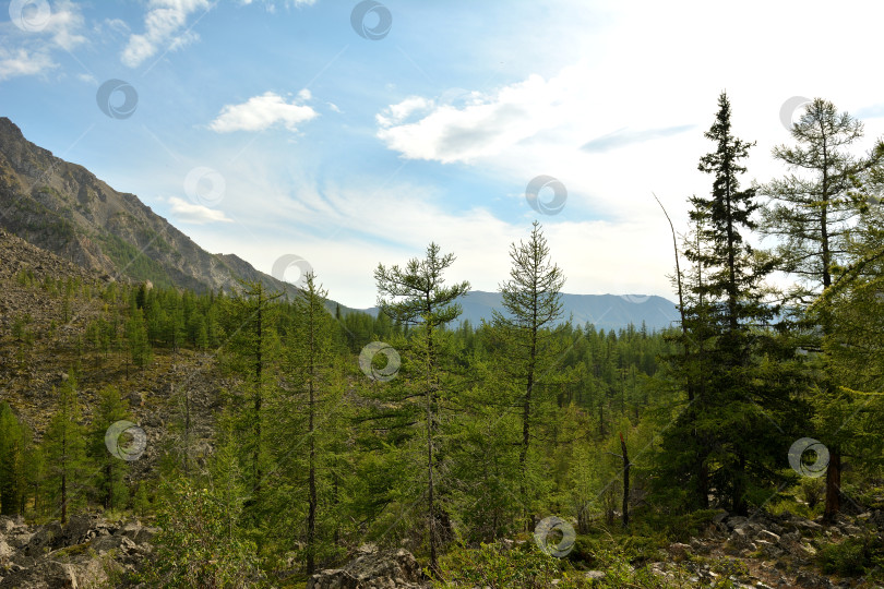 Скачать Группа молодых кедров на скалистом горном склоне, окруженном высокими хребтами, в пасмурный летний день. фотосток Ozero