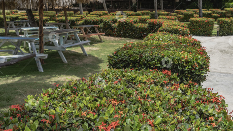 Скачать Декоративная живая изгородь из подстриженных цветущих кустарников. фотосток Ozero