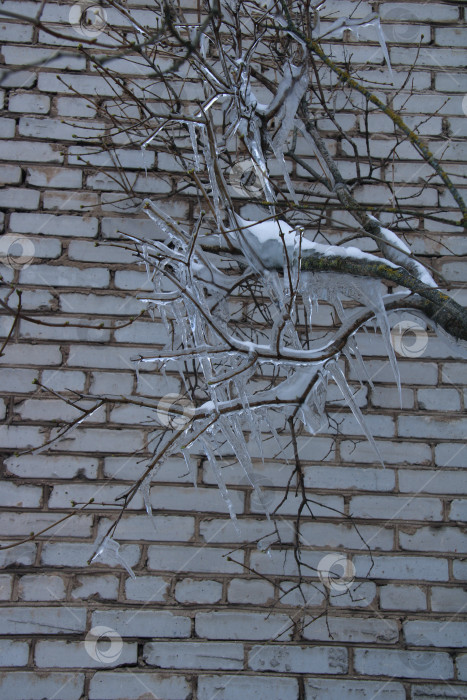 Скачать сосульки на ветках большие, фотосток Ozero