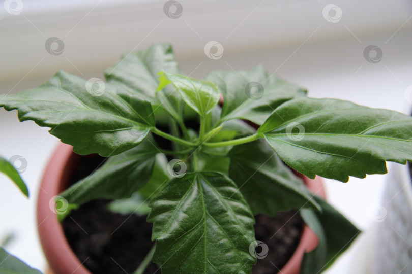 Скачать Китайская роза, молодой побег, зеленый побег, молодое растение, фотосток Ozero