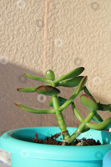 Скачать нефрит, молодой росток, зеленый росток, молодое растение, фотосток Ozero