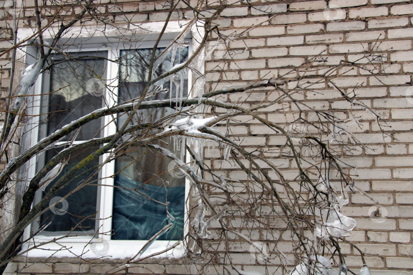 Скачать красивые сосульки на ветках кустарника возле здания, фотосток Ozero