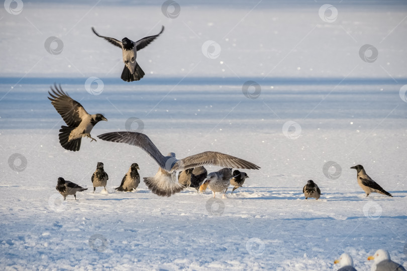 Скачать Битва птиц за кусок хлеба зимой. фотосток Ozero