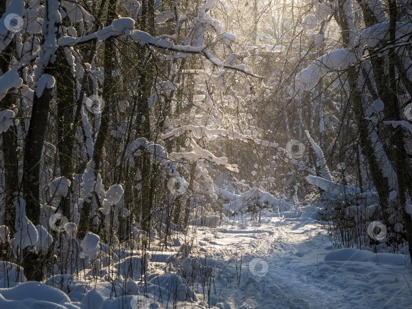Скачать Заснеженная лесная тропинка с деревьями, покрытыми снегом фотосток Ozero