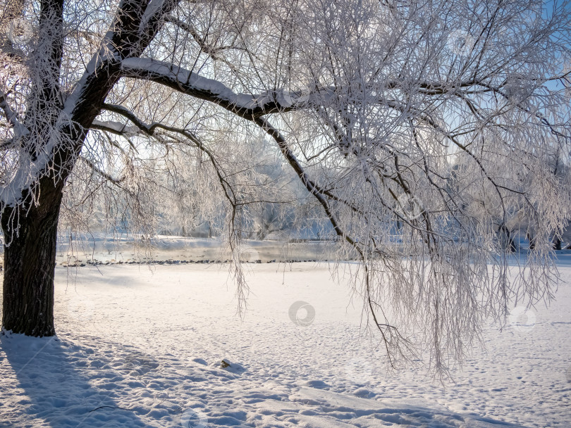 Скачать Заснеженная ветка дерева является главным акцентом этого изображения фотосток Ozero