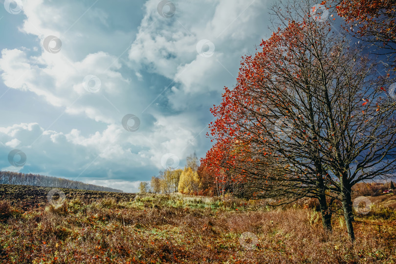Скачать дубовая роща в солнечный осенний день фотосток Ozero