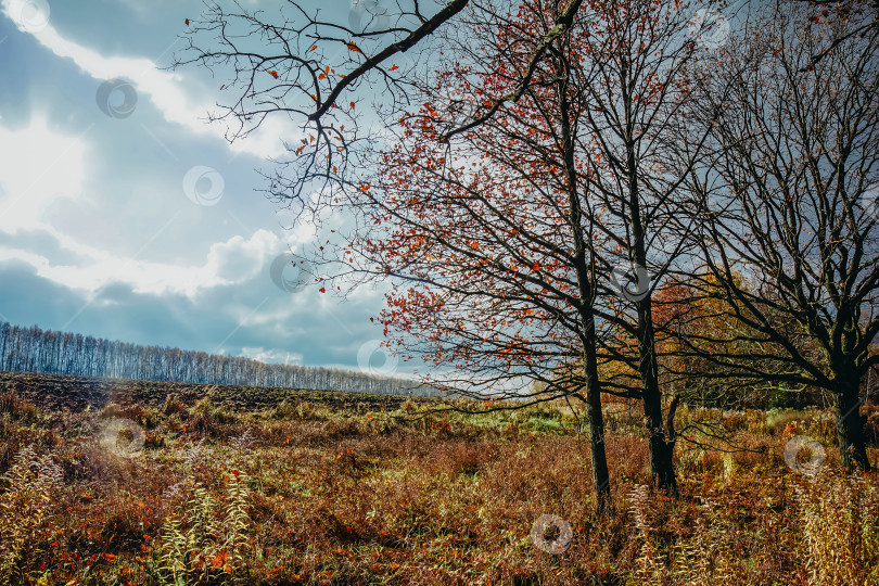 Скачать дубовая роща в солнечный осенний день фотосток Ozero