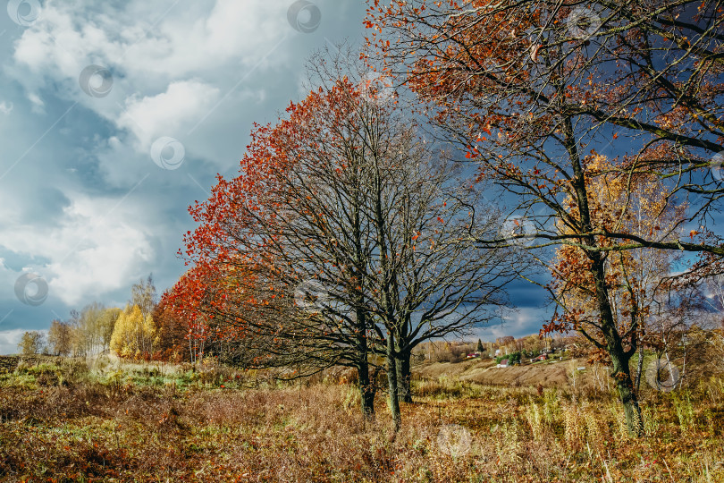 Скачать дубовая роща в солнечный осенний день фотосток Ozero