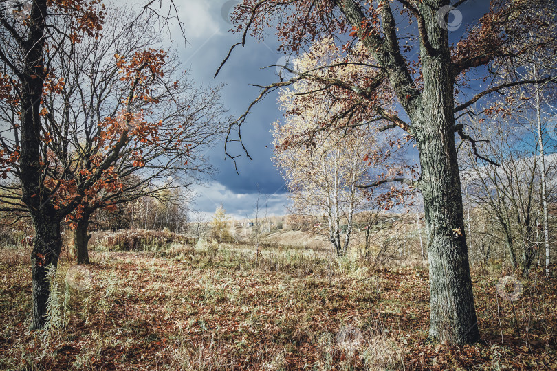 Скачать дубовая роща в солнечный осенний день фотосток Ozero