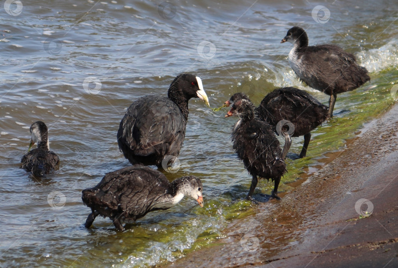 Скачать Белая лысуха (обыкновенная лысуха, австралийская лысуха, Fulica atra) кормится стайкой на берегу. Родитель кормит молодых водоплавающих птиц водорослями. Взрослая черная красноглазая водоплавающая птица с выводком птенцов на фото в действии фотосток Ozero