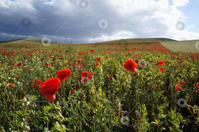 Скачать Живописное поле красных маков на холмах под облачным небом фотосток Ozero
