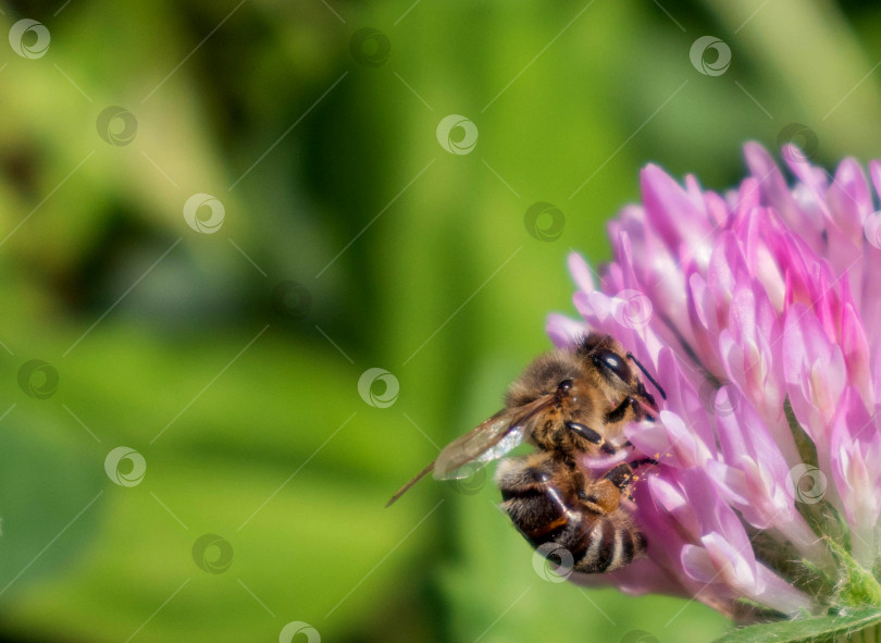 Скачать Макросъемка пчелы, опыляющей пурпурный цветок клевера (Trifolium). Пчела Apis Mellifera ищет нектар на цветке трилистника. Крупный план, детали, размытый фон в стиле боке, пробел для копирования. Мягкий селективный фокус фотосток Ozero