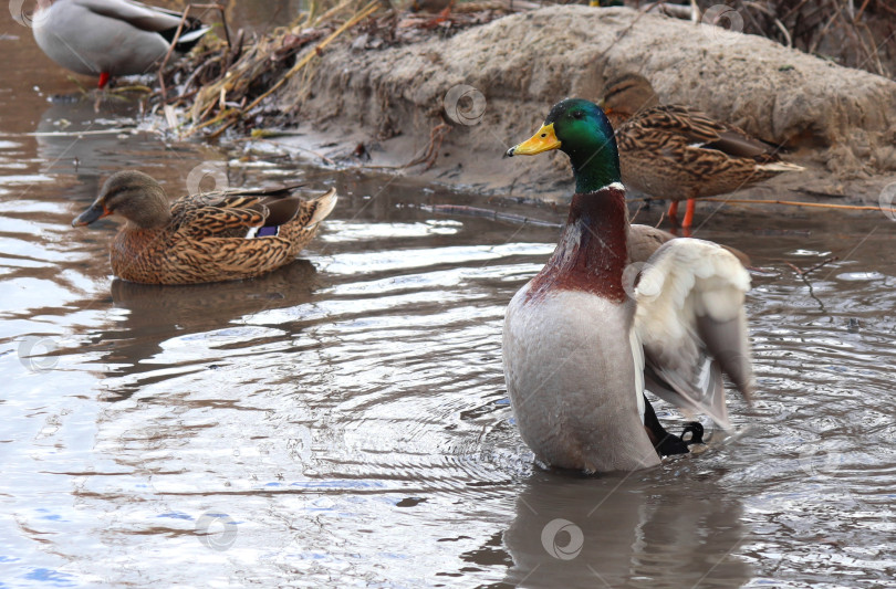 Скачать Селезень-кряква (Anas platyrhynchos) хлопает крыльями. Фото в действии. Взрослые самец и самка дикой утки плавают в зимней заболоченной местности среди сухого тростника. фотосток Ozero