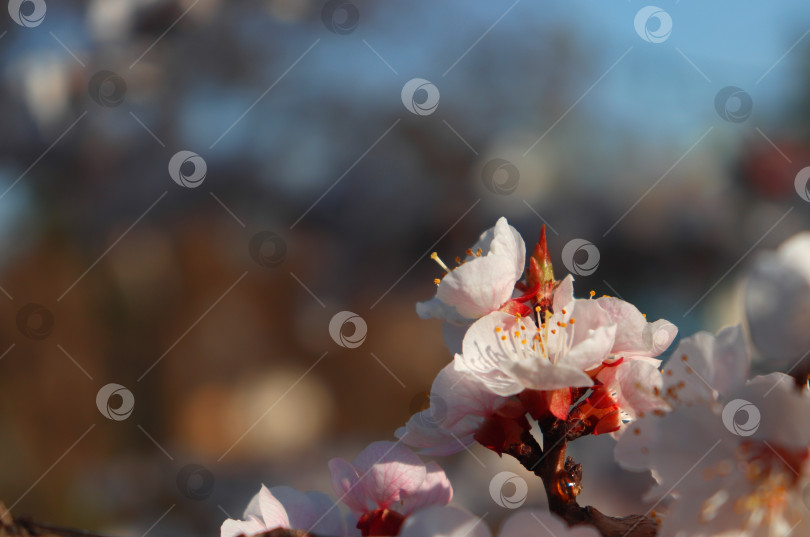 Скачать Макросъемка ветки сливового дерева с белыми цветами и зелеными бутонами на фоне размытого голубого неба. Деталь цветения чернослива крупным планом с диагональной копией. Видны тычинки. Весенний сад в цвету. фотосток Ozero