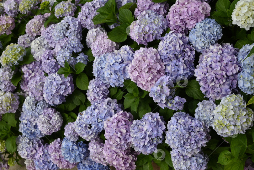 Скачать Пышный куст цветущих гортензий с синими и розовыми цветами фотосток Ozero