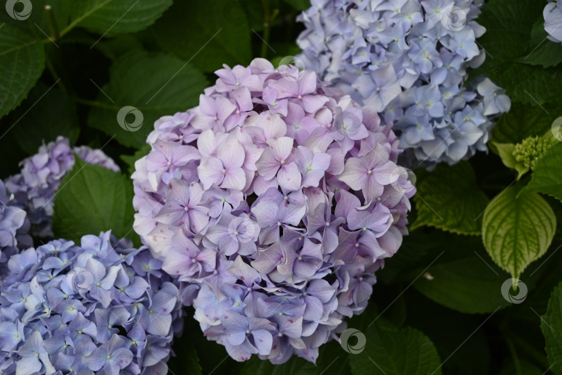 Скачать Соцветие розово-фиолетовой гортензии с каплями росы на лепестках фотосток Ozero