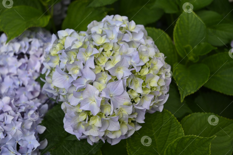 Скачать Детализированная текстура лепестков гортензии: игра синих, желтых и розовых оттенков фотосток Ozero