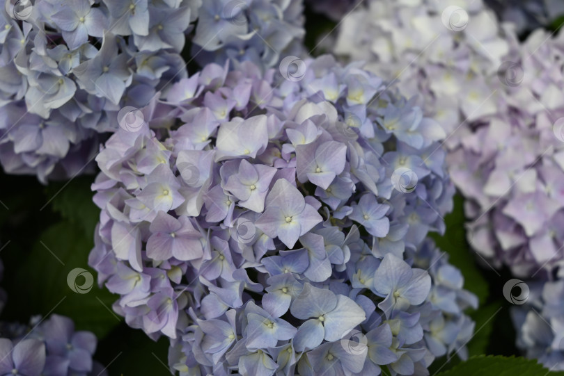 Скачать Крупный план нежного соцветия голубой гортензии в летнем саду фотосток Ozero