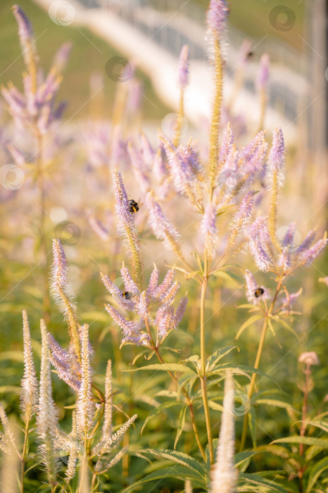 Скачать пчелы на цветке фотосток Ozero