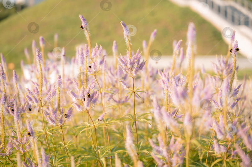 Скачать Летние цветы и пчелы фотосток Ozero