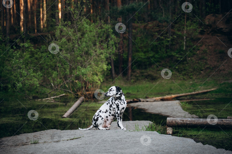 Скачать Далматин в лесу фотосток Ozero