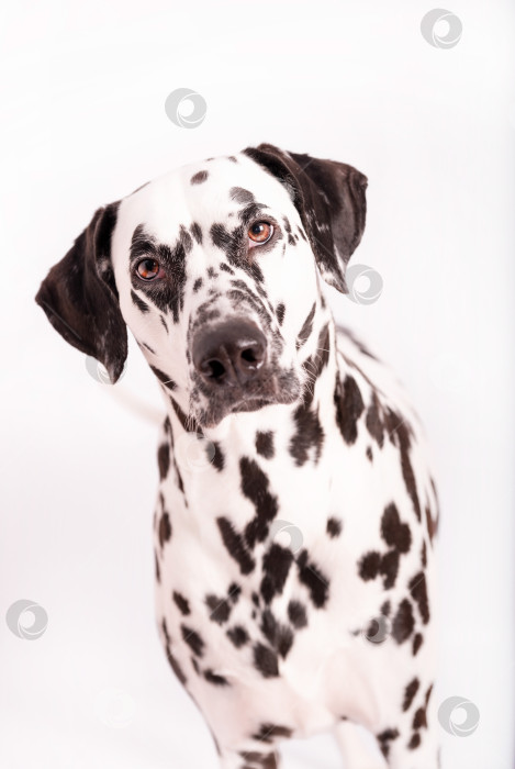 Скачать Портрет собаки далматина фотосток Ozero