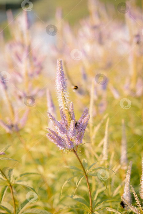 Скачать пчелы на фиолетовом цветке фотосток Ozero