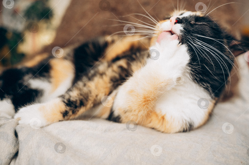 Скачать кошка умывается фотосток Ozero