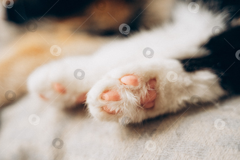 Скачать кошачьи лапки фотосток Ozero