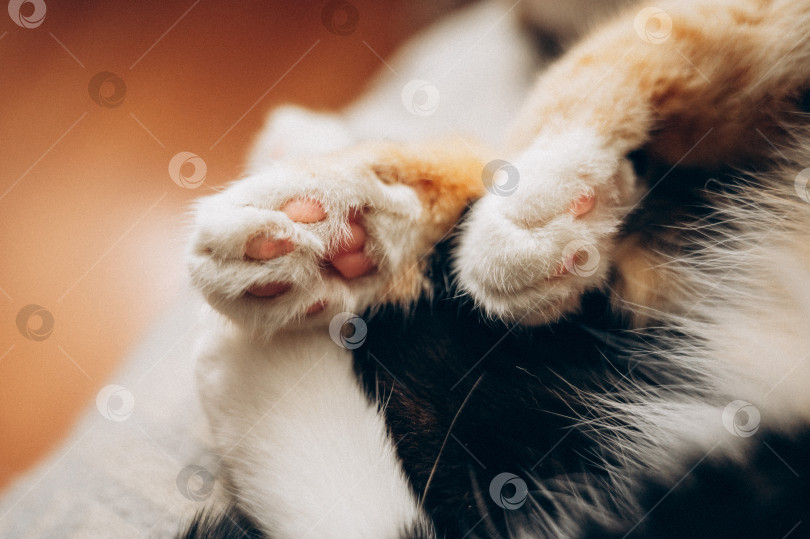 Скачать кошачьи лапки фотосток Ozero