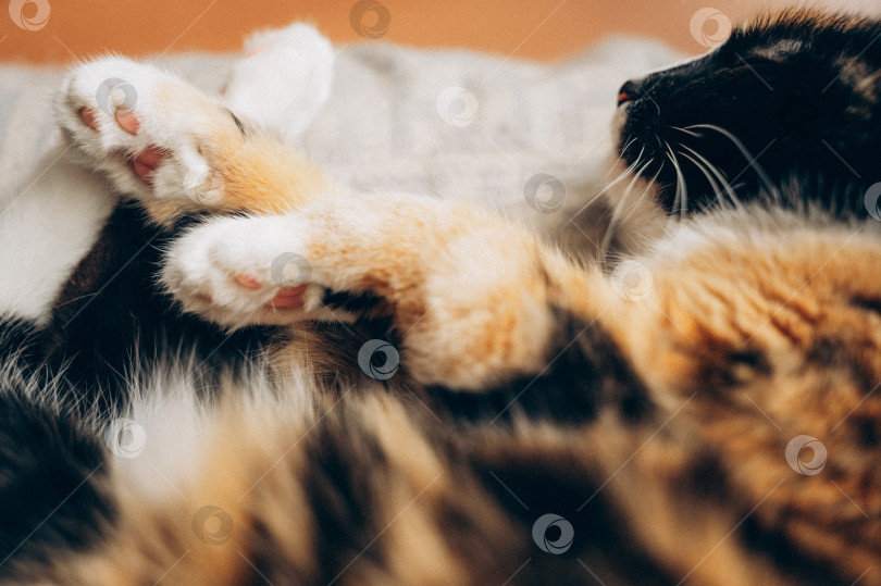 Скачать спящая кошка фотосток Ozero