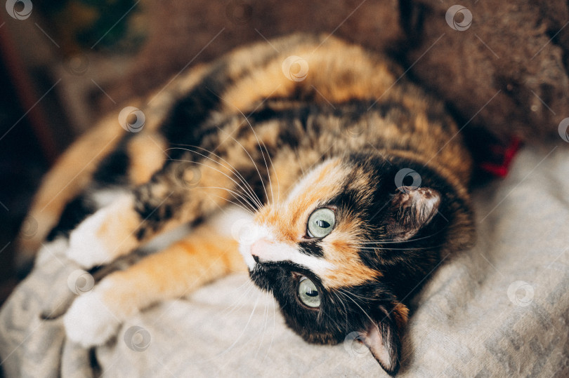 Скачать кошка с зелеными глазами фотосток Ozero