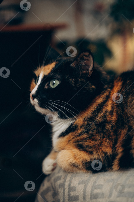 Скачать кошачий портрет фотосток Ozero